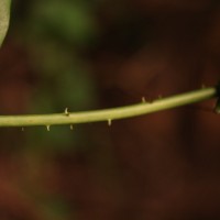 Smilax perfoliata Lour.